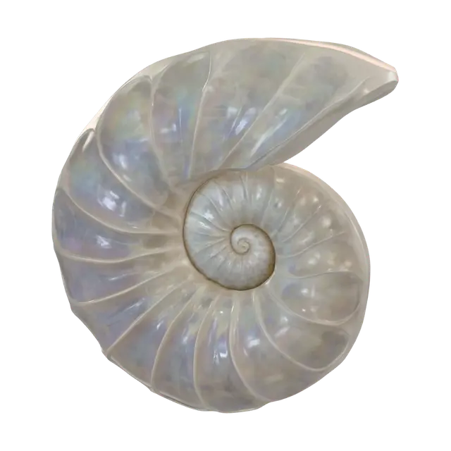 3D model for Iridescent Ammonite