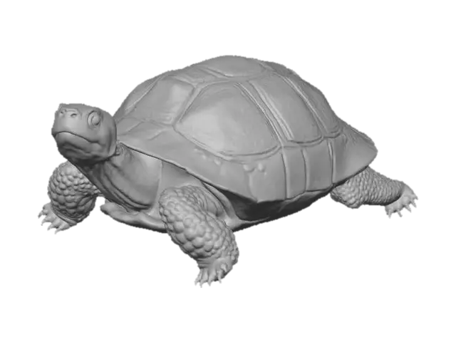 3D model for photorealistic high detail radiated tortoise