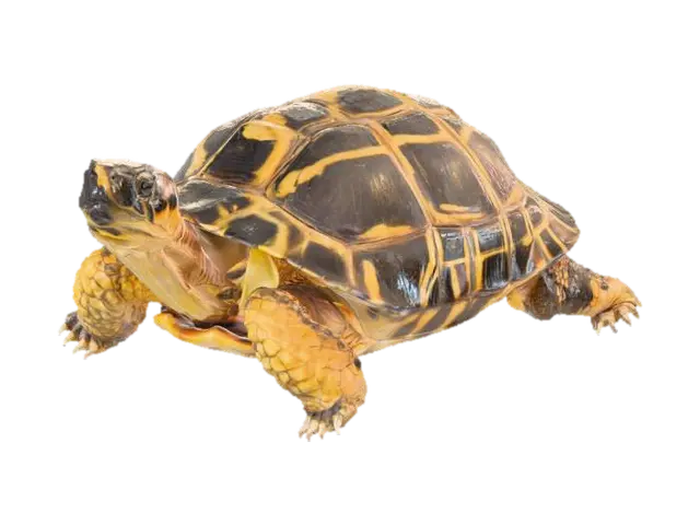3D model for photorealistic high detail radiated tortoise