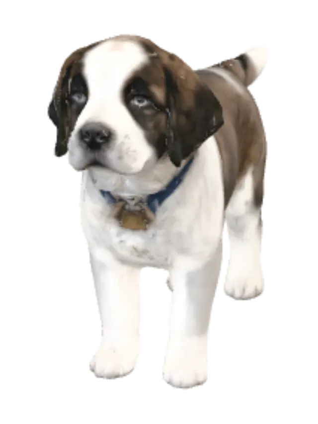 Saint Bernard Puppy in Profile - Portraits 3D model, vytvořený pomocí AI