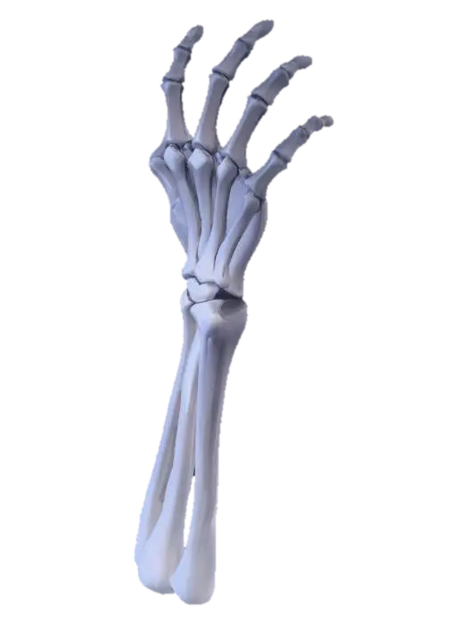 Hand Skeleton X-ray - Arm 3D model, vytvořený pomocí AI