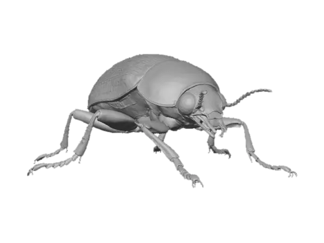 3D model for A skittering beetle-like creature, roughly the size of a small dog, encased in a segmented, chitinous shell. The carapace is a mottled dark brown and black, appearing smooth yet rigid and resilient. Six spindly legs allow for swift, erratic movement, each ending in sharp claws that click on hard surfaces. Two short, stubby antennae twitch nervously, and its small head features multifaceted, glassy black eyes.