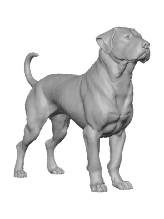3D model for perfect example of rottweiler dog 3D model in animal  standing position with 4 legs on ground with whagging tail upwards
