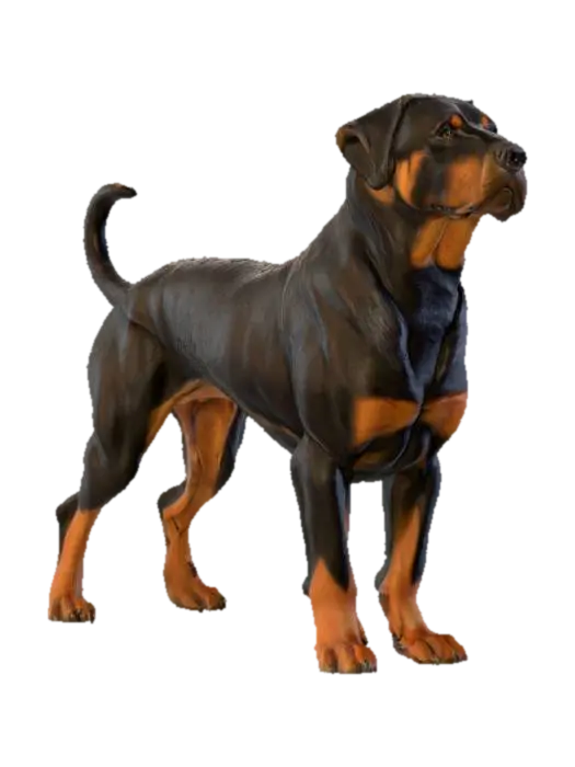 3D model for perfect example of rottweiler dog 3D model in animal  standing position with 4 legs on ground with whagging tail upwards