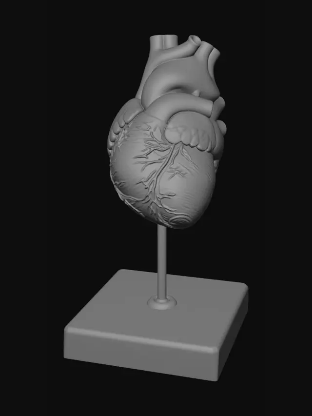 3D model for Anatomical Heart Model