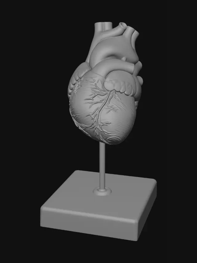 3D model for Anatomical Heart Model