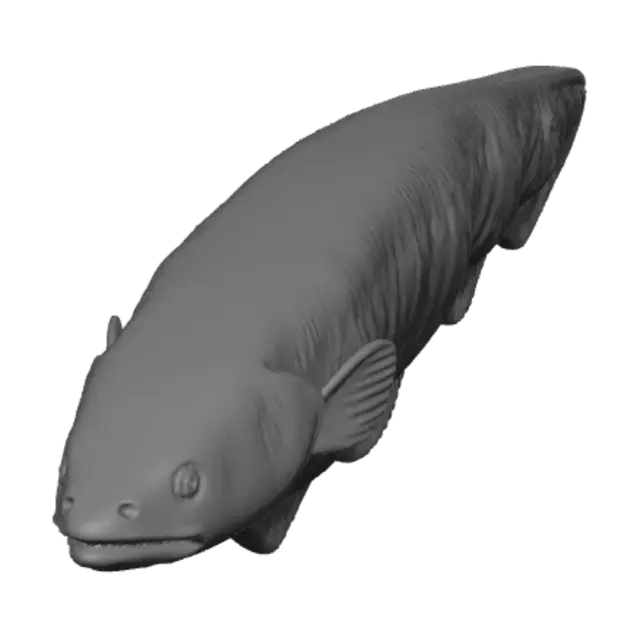 3D model for Mottled eel