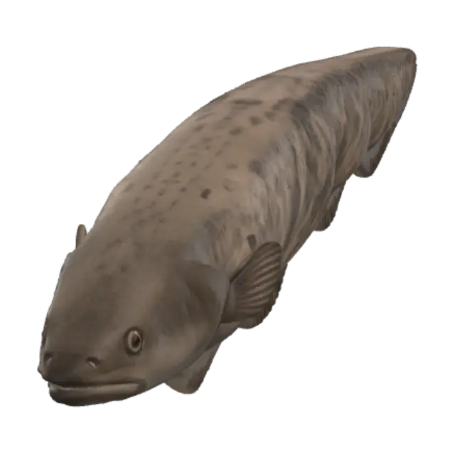 3D model for Mottled eel
