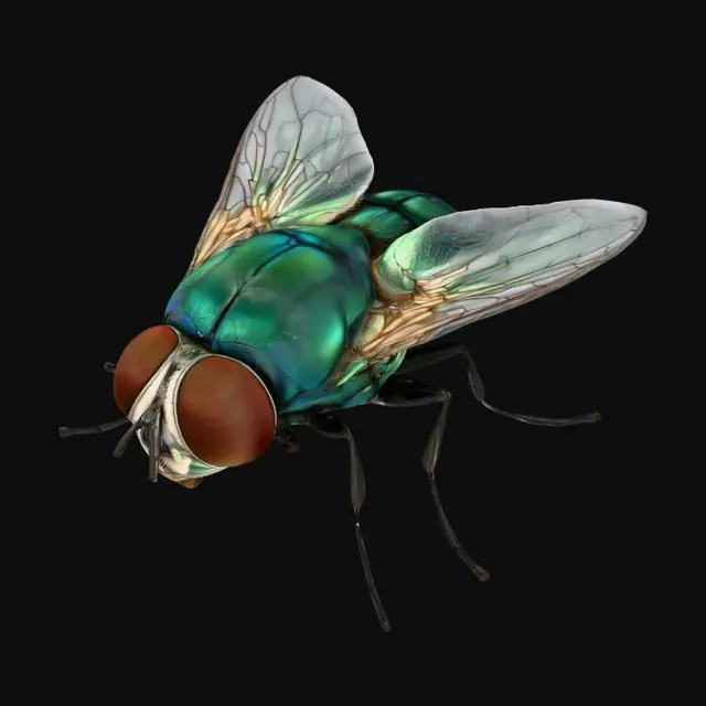 3D model for Blue Buzzwing