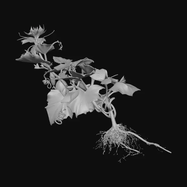 3D model for Cucumber Plant