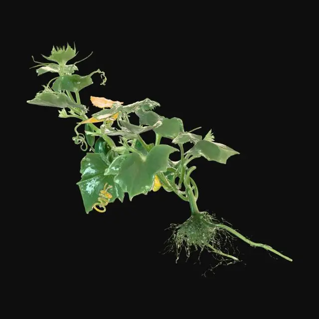 3D model for Cucumber Plant