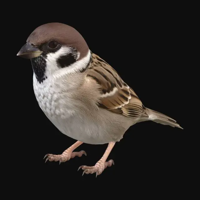 3D model for House Sparrow on a Concrete Wall