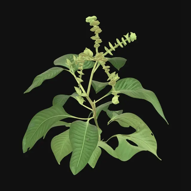 3D model for Emerald Bud Panicle