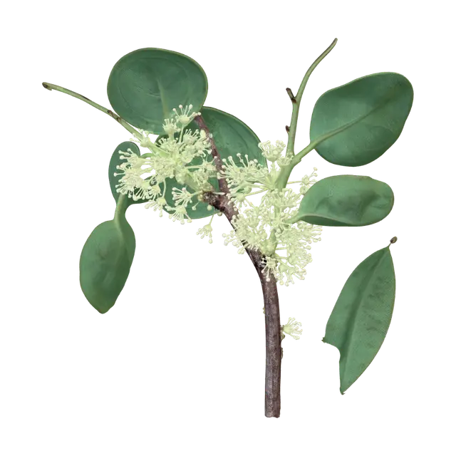 Creamy Flower Clusters on a Branch 3D model, vytvořený pomocí AI