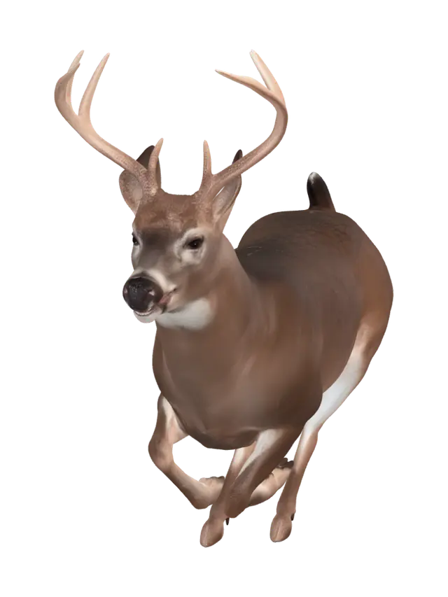 3D model for Running Buck