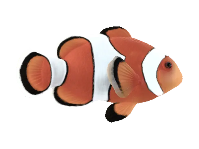 3D model for Radiant Clownfish
