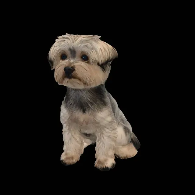 3D model for Curious Fluff on a Cozy Blanket