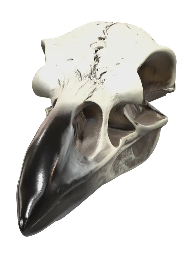 3D model for Raven Skull