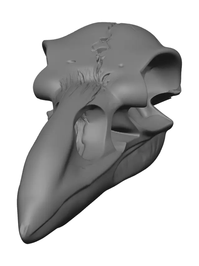 3D model for Raven Skull