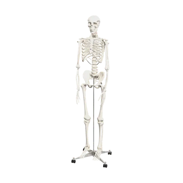 3D model for Modern Skeleton Anatomy