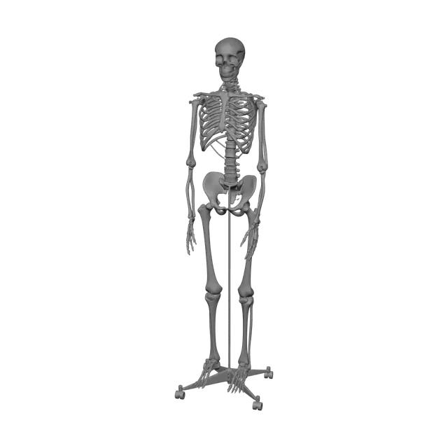 3D model for Modern Skeleton Anatomy