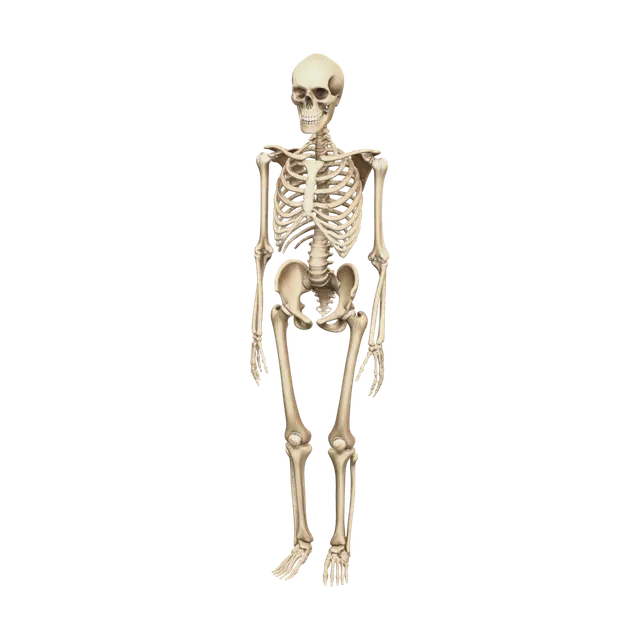 Low-Poly Skeleton Anatomy 3D model, vytvořený pomocí AI