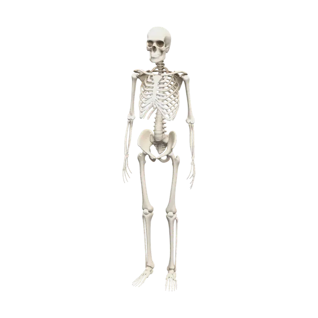 Stylized Skeleton Anatomy 3D model, vytvořený pomocí AI