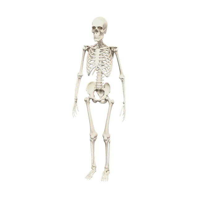 3D model for Skeleton Anatomy