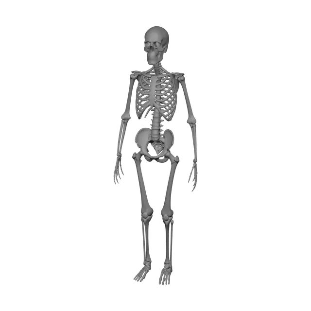 3D model for Skeleton Anatomy