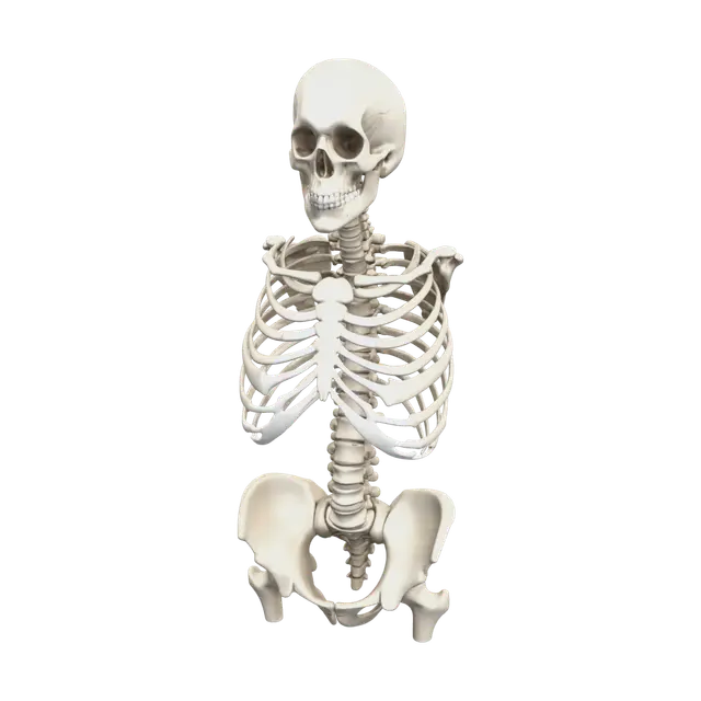 3D model for Fantasy Skeleton Anatomy