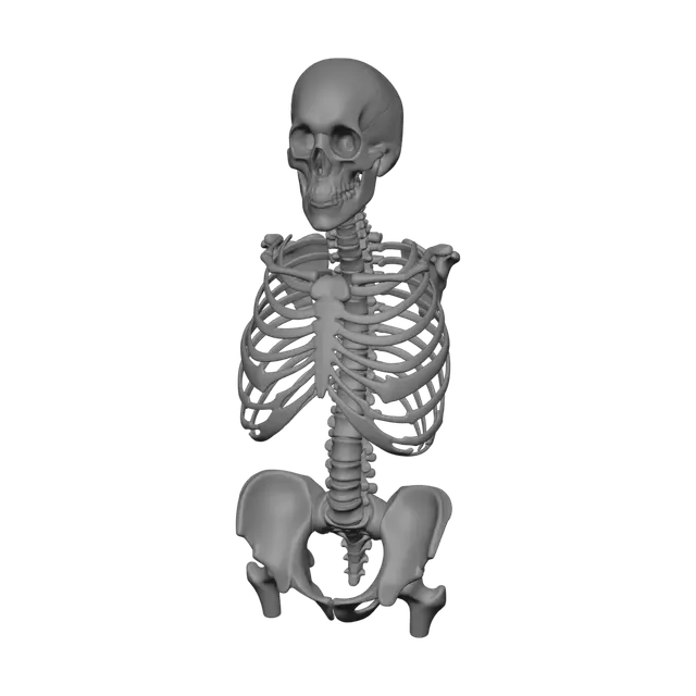 3D model for Fantasy Skeleton Anatomy