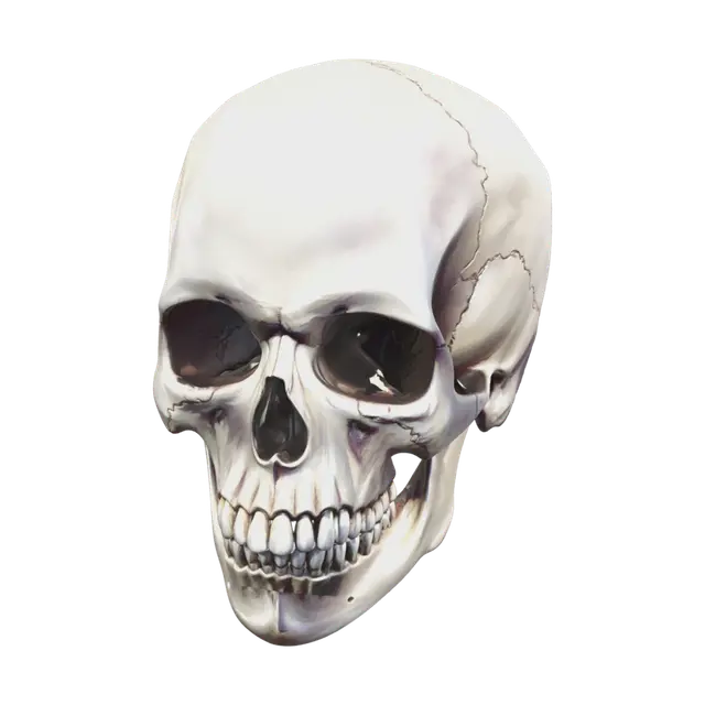 3D model for Skeleton Anatomy