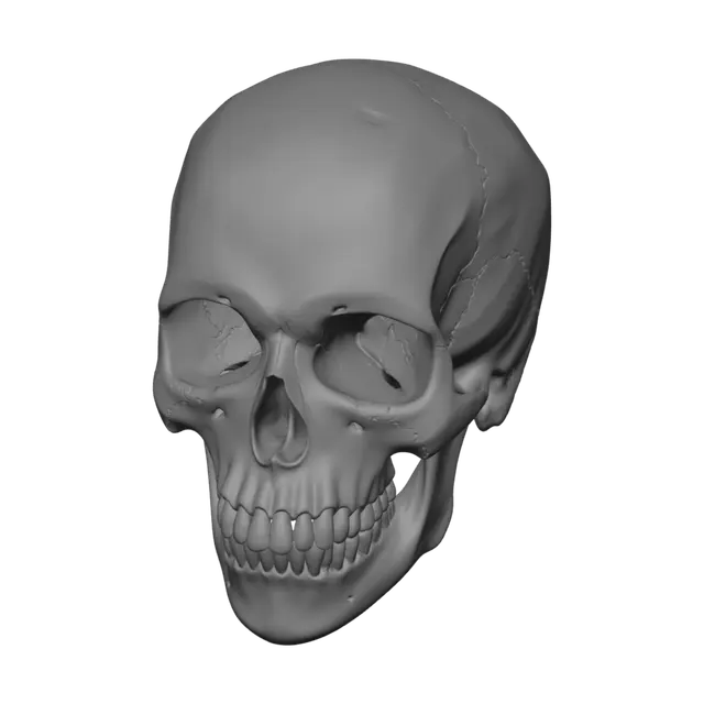 3D model for Skeleton Anatomy