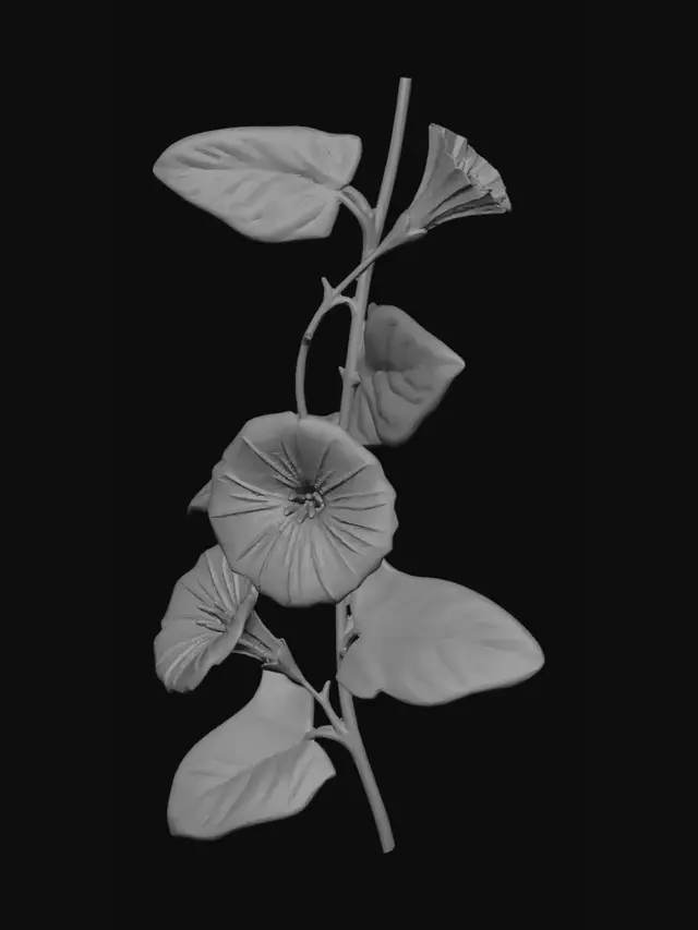 3D model for FieldConvulvus