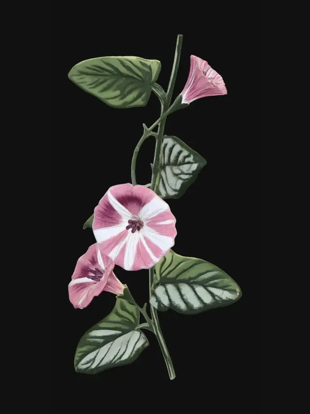 3D model for FieldConvulvus