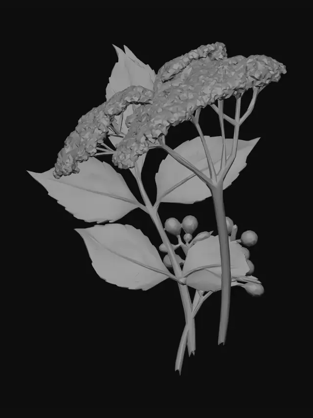 3D model for Elder