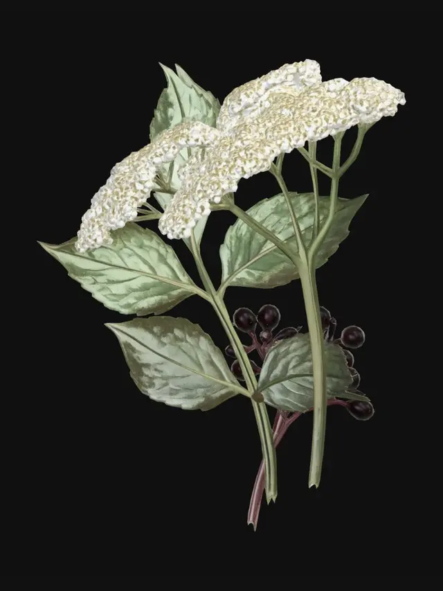 3D model for Elder