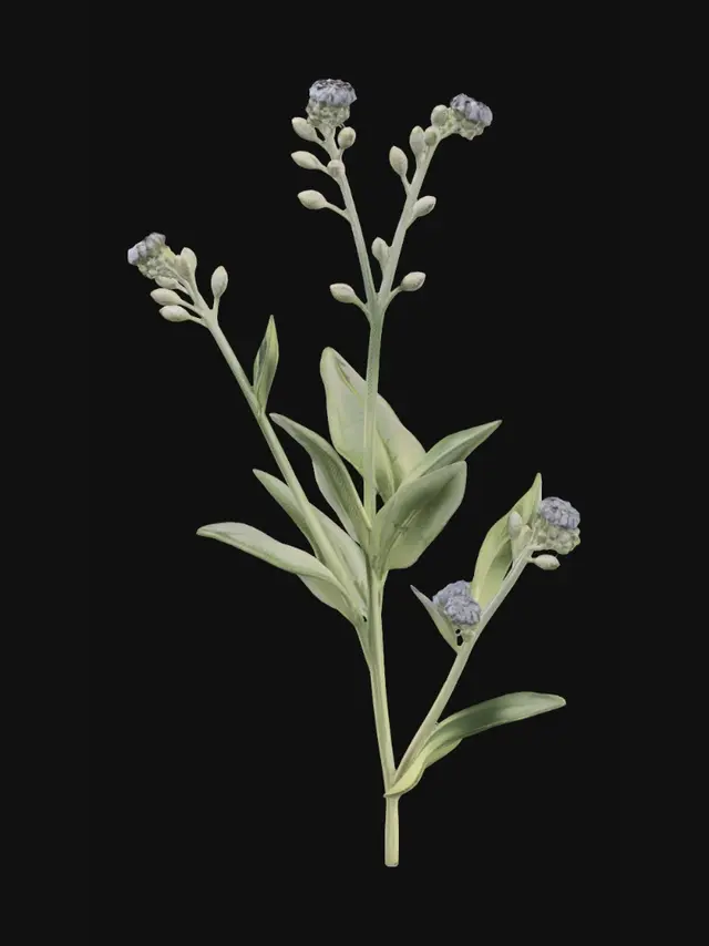 3D model for Field Scorpion-Grass