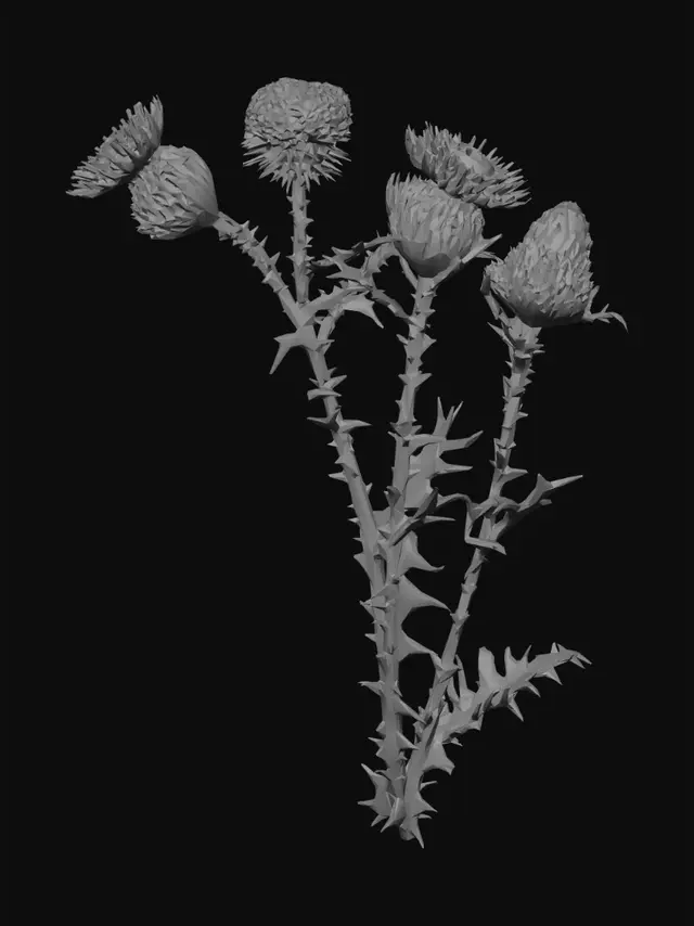 3D model for Field Thistle