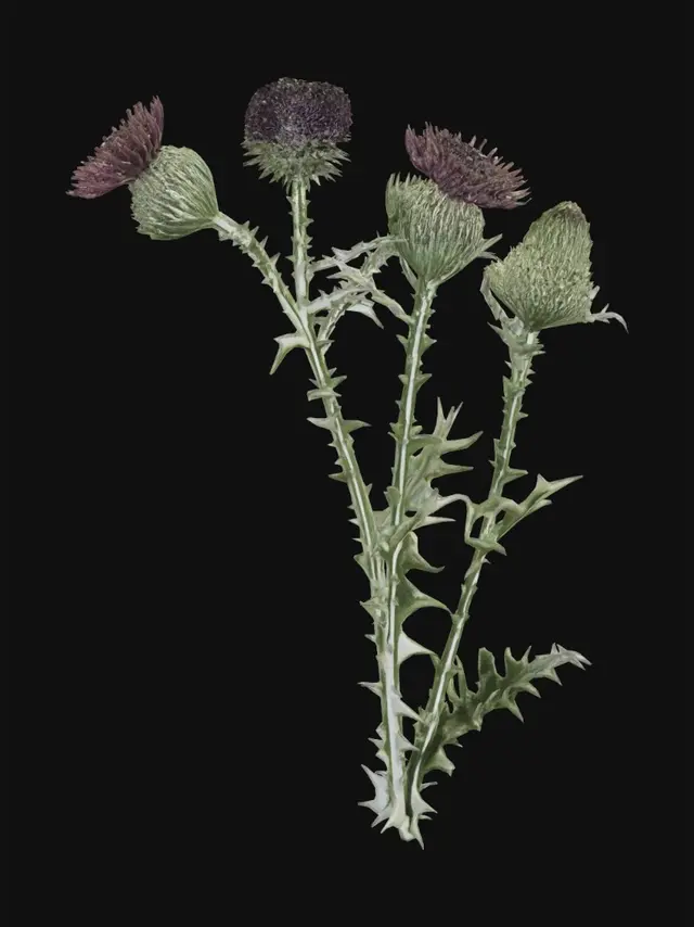 3D model for Field Thistle