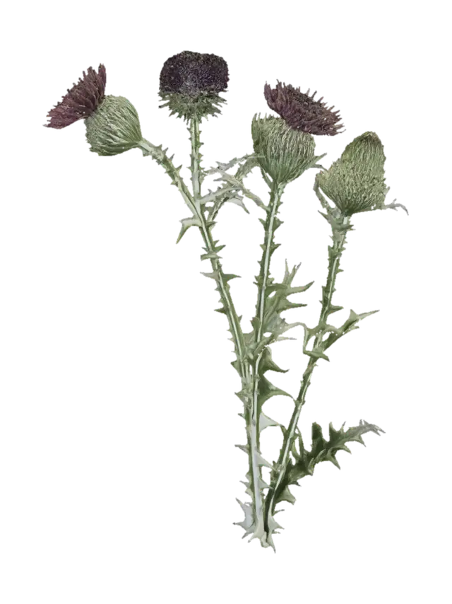 Field Thistle 3D model, vytvořený pomocí AI