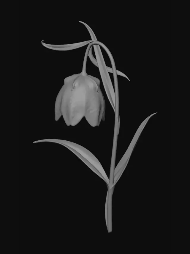 3D model for Fritillary