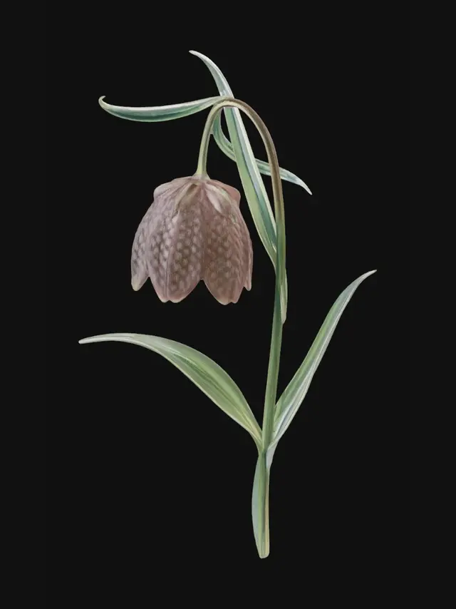 3D model for Fritillary