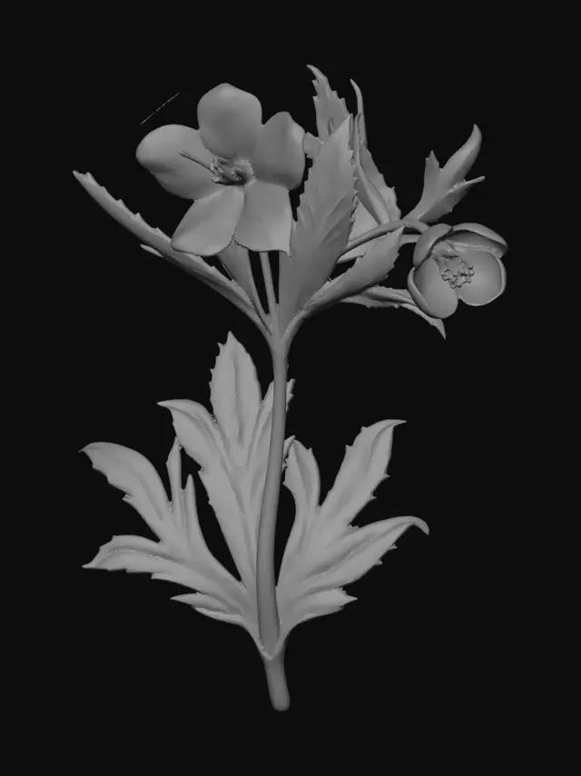 3D model for Green Hellebore