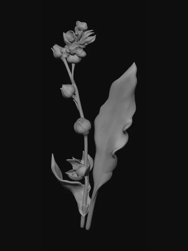 3D model for Hound's Tongue