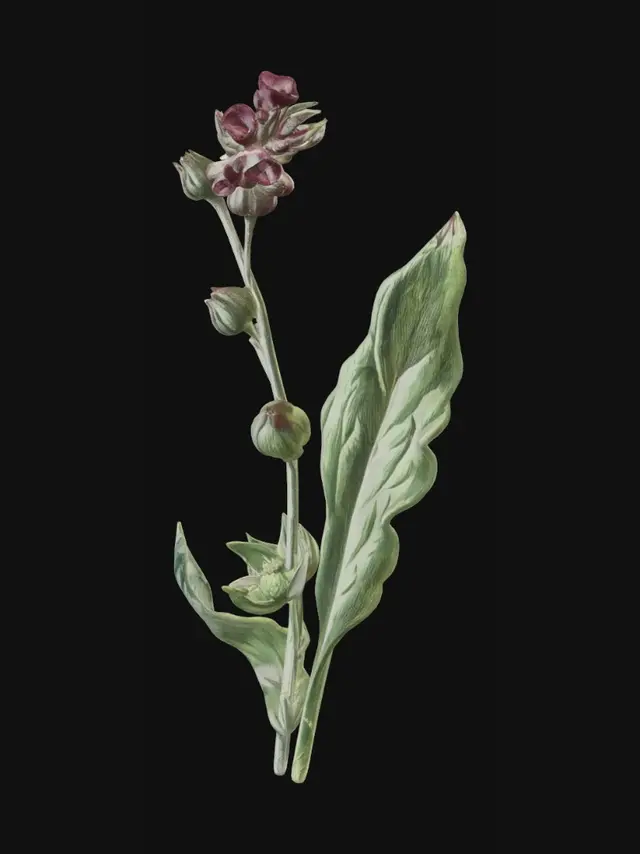 3D model for Hound's Tongue