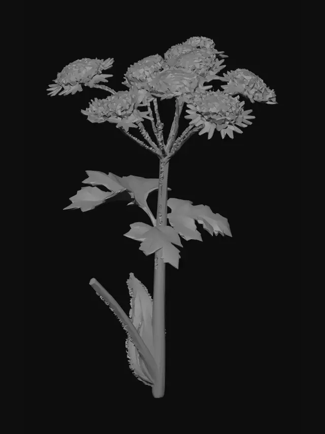3D model for Hogweed