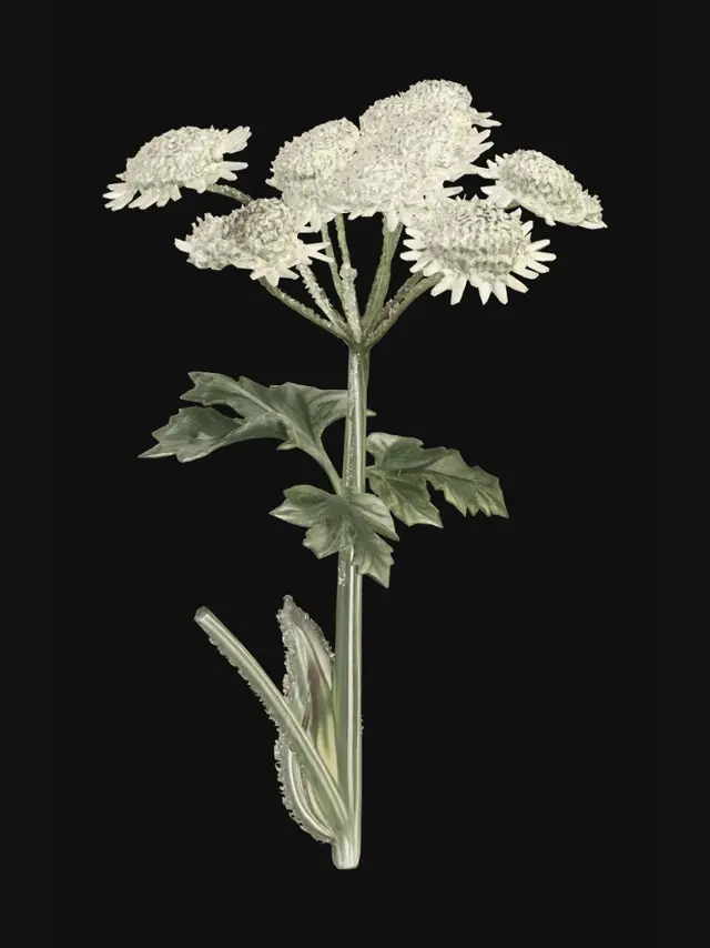 3D model for Hogweed