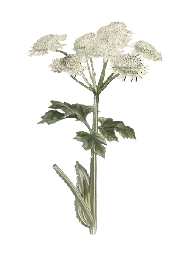 Hogweed - Stems 3D model, vytvořený pomocí AI