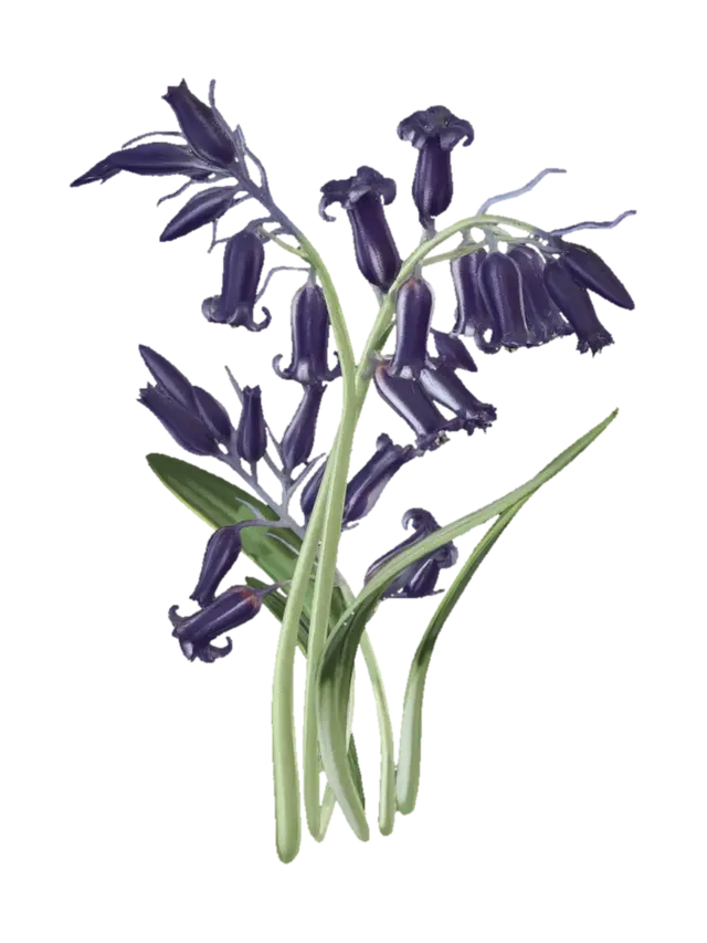Hyacinth - Petaled 3D model, vytvořený pomocí AI